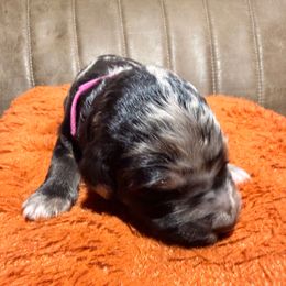 Pink - female Golden Mountain Doodle puppy in Redding, California from O’Hara  Doodles