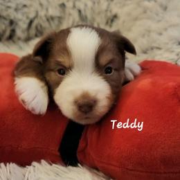 Teddy - Red tri male Miniature Australian Shepherd puppy in Waxhaw, North Carolina from Cane Creek Aussies