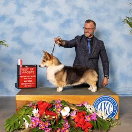 Trea - Pembroke Welsh Corgi