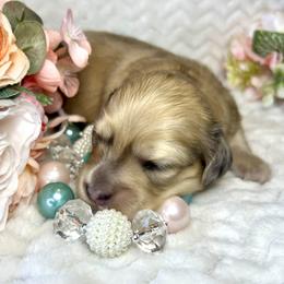 Rose - Dapple female Dachshund puppy in Woodburn, Oregon from Primo Dachshunds