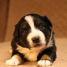 Australian Shepherd Puppies from Lost Coast Aussies