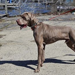 KYANITE - Great Dane