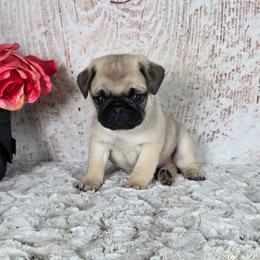 Harrison - Fawn male Pug puppy in Atwood, Illinois from Peace Road Puppies