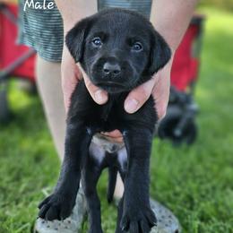 Blue Collar - Male - Black male Labrador Retriever puppy in Boyd, Minnesota from Lindley Labradors