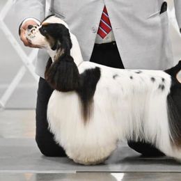 Cocker Spaniels from Skyhigh Kennels
