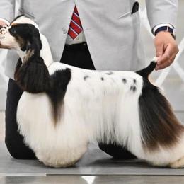 Cocker Spaniels from Skyhigh Kennels