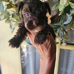 Dark Chocolate boy 1 - Chocolate, tan and white male Yorkshire Terrier puppy in Milton, Florida from Sassenach Yorkie Kennels