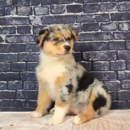 Australian Shepherd Puppies from Winsome Aussies