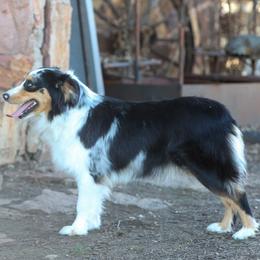 Maya - Miniature Australian Shepherd