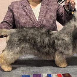 Dandie Dinmont Terriers from Laylow Kennel