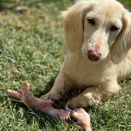Phoebe - Dachshund