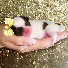 Shih Tzu Puppies from Kaselyn’s puppies
