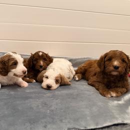 Goldendoodle puppies from Salt and Sage Doodles