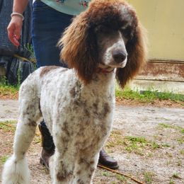 Truffles - Poodle