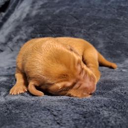 1st pick male orange - Yellow male Labrador Retriever puppy in Bemidji, Minnesota from Northern Star Elite Quality Labrador Retrievers