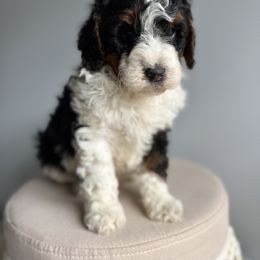 Bernedoodle, Bernese Mountain Dog, Cavalier King Charles Spaniel, and Goldendoodle Puppies from Adventure Doodles Of East TN