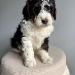 Bernedoodle, Bernese Mountain Dog, Cavalier King Charles Spaniel, and Goldendoodle Puppies from Adventure Doodles Of East TN