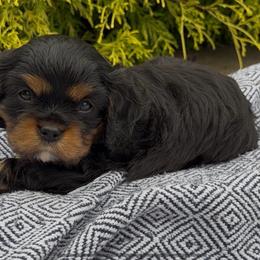 Chase - Black and tan male Cavalier King Charles Spaniel puppy in Resaca, Georgia from Freeman's Royal Cavaliers