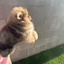 Tigger - Brindle male Pomeranian puppy in Tucson, Arizona from Pomutopia
