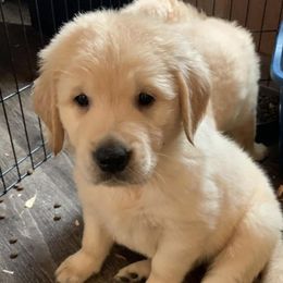 Golden Retrievers from Bones retrievers