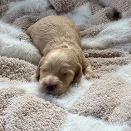 George - Cream male Dachshund puppy in Casper, Wyoming from Daisy's Doxies & Doodles