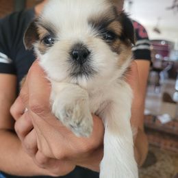 Boy 5 - Shih Tzu puppy from Keeper of the Stars