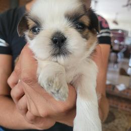 Boy 5 - Shih Tzu puppy from Keeper of the Stars