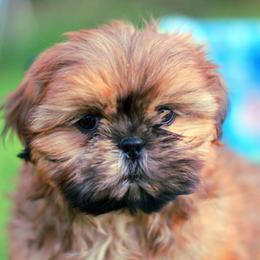 Mister GojiBerry - Red male Shih Tzu puppy in Cartersville, Georgia from Autumn Breeze Shih Tzus and Friends