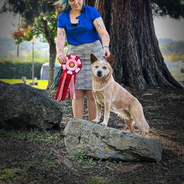 Lunker - Australian Cattle Dog