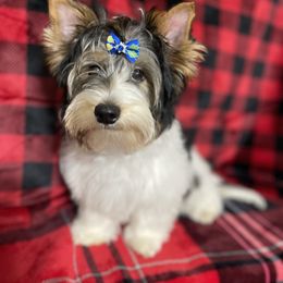 Biewer Terrier Puppies from Southern Star Biewers