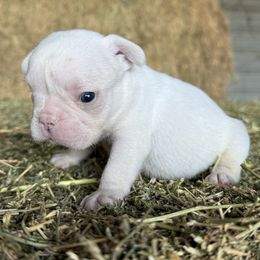 Cream boy - Cream male French Bulldog puppy in Brooksville, Florida from Post Farm Rottweilers & French Bulldogs