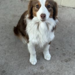 Baby - Red tri-color female Australian Shepherd puppy in Lubbock, Texas from REKN’ Kennel Aussies