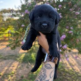 Boy 4 - Black male Labrador Retriever puppy in Escalon, California from Honeyfield Retrievers