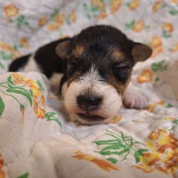 Sir Galahad - White black and tan male Wire Fox Terrier puppy in Lancaster, Missouri from Missouri Meadows Farm