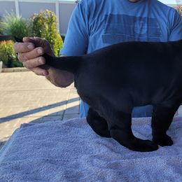 Labrador Retriever Puppies from Magnolia Labradors