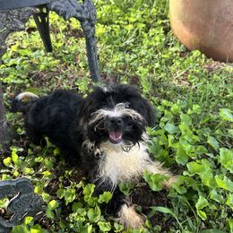 Havanese puppies from Rosewood Kennels