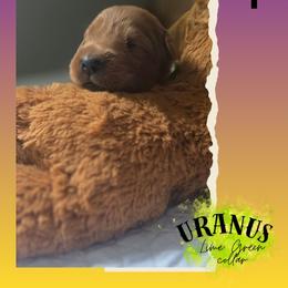 Lime Green Collar - Uri - Yellow female Labrador Retriever puppy in Sumerduck, Virginia from Cedar Mountain Retrievers