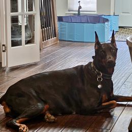 Doberman Pinscher puppies from Tx Pups