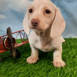 Dachshund Puppies from Pleasantdachs Minis