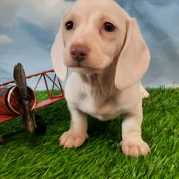 Dachshund Puppies from Pleasantdachs Minis