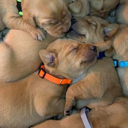 Labrador Retriever Puppies from Vetro's Duck Dogs