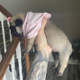 Bulldog and Pug Puppies from Love that bulldog lewter family