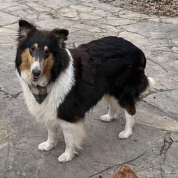 Sadie - Collie