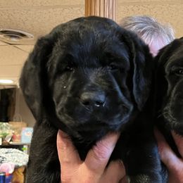 Labrador Retrievers from Sapphire Labradors
