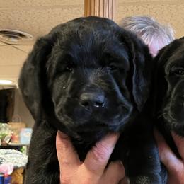 Labrador Retrievers from Sapphire Labradors