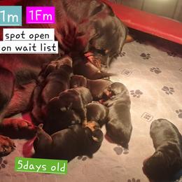 Girl 3 - Black and mahogany female Rottweiler puppy in De Witt, Iowa from Irish Eyes Kennels