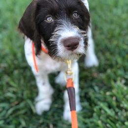 German Wirehaired Pointer Puppies from Afterhours German Wirehaired Pointers