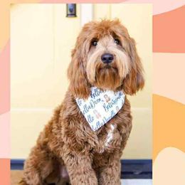 Indi - Goldendoodle