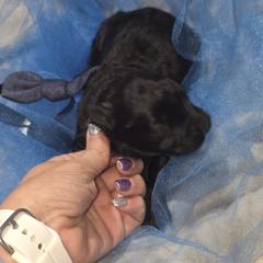 AKC Brick - Silver and gray male Bouvier des Flandres puppy in Marionville, Missouri from Sandbox Puppies