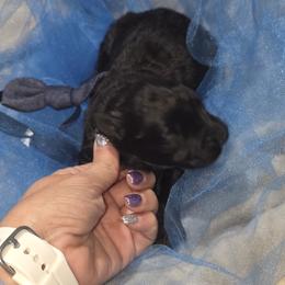 AKC Brick - Silver and gray male Bouvier des Flandres puppy in Marionville, Missouri from Sandbox Puppies